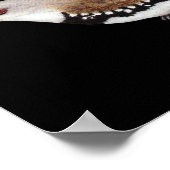 Diamond Firetail Finch - Stagonopleura guttata Poster (Hoek)