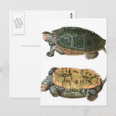 Diamondback Terrapin-illustratie Briefkaart (Voorkant / Achterkant)