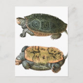 Diamondback Terrapin-illustratie Briefkaart (Voorkant)