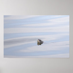 Diamondback Terrapin Schildpad Gezicht Poster