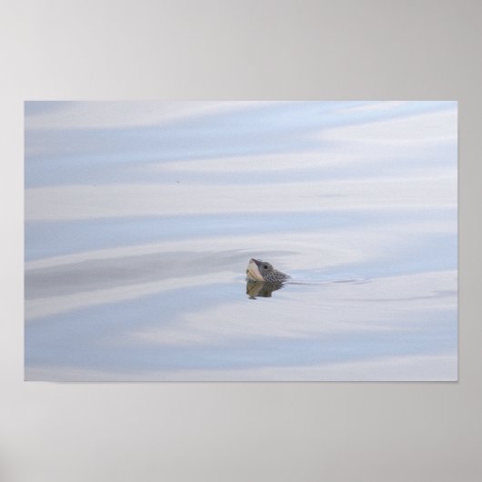 Diamondback Terrapin Schildpad Gezicht Poster (Voorkant)