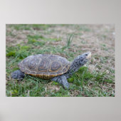 diamondback terrapin turtle poster print (Voorkant)
