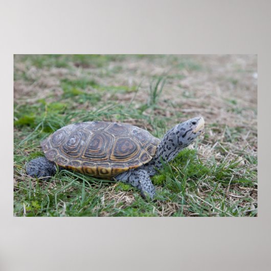 diamondback terrapin turtle poster print (Voorkant)