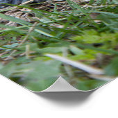 diamondback terrapin turtle poster print (Hoek)