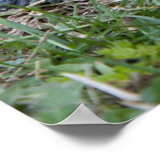 diamondback terrapin turtle poster print (Hoek)