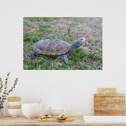 diamondback terrapin turtle poster print (Keuken)