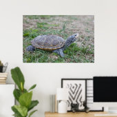 diamondback terrapin turtle poster print (Thuiskantoor)