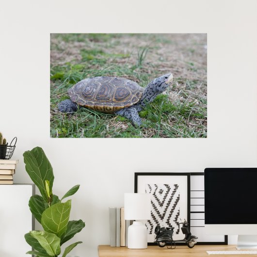 diamondback terrapin turtle poster print (Thuiskantoor)