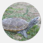 Diamondback Terrapin Turtle stickers (Voorkant)
