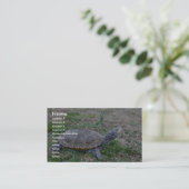 Diamondback Terrapin Visitekaartje (Staand voorkant)