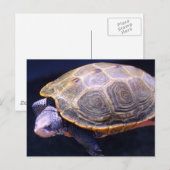 Diamondback Turtle Briefkaart (Voorkant / Achterkant)