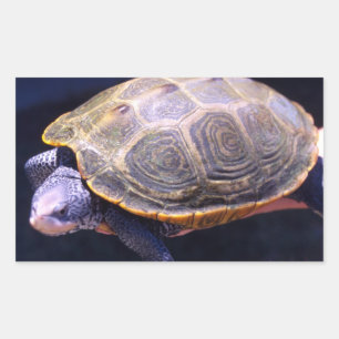 Diamondback Turtle Rechthoekige Sticker