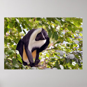 Diana-aap in boom poster