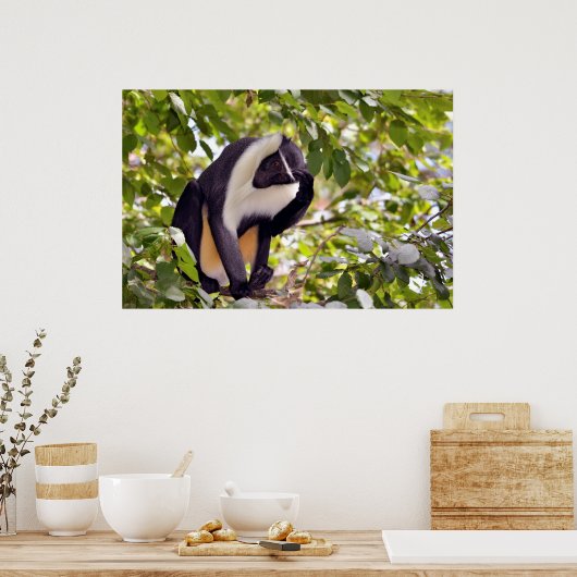 Diana-aap in boom poster (Keuken)