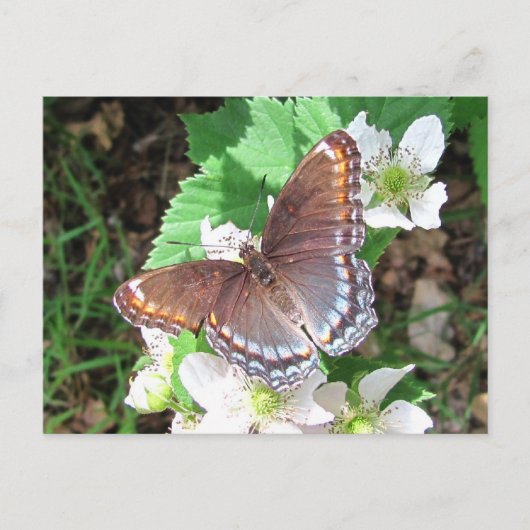 Diana Butterfly ~ briefkaart (Voorkant)