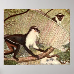 Diana Monkey van Louis Sargent, Wild Animal Poster