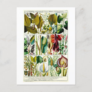 Diandria Floral Botanical Chart Briefkaart
