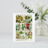  Diandria Floral Botanical Chart Briefkaart (Staand voorkant)