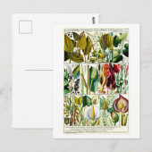  Diandria Floral Botanical Chart Briefkaart (Voorkant / Achterkant)