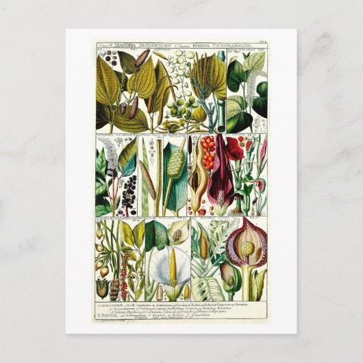  Diandria Floral Botanical Chart Briefkaart (Voorkant)