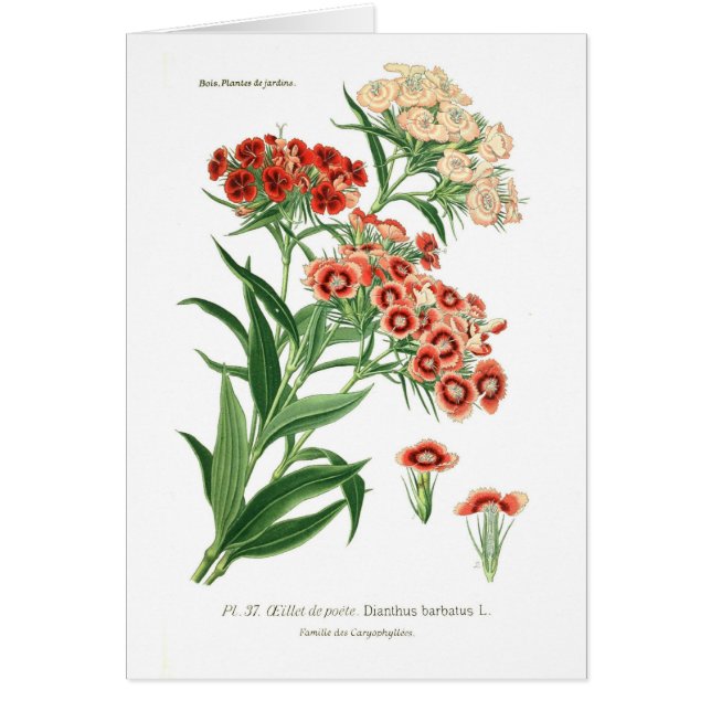 Dianthus barbatus (Sweet William) (Voorkant)