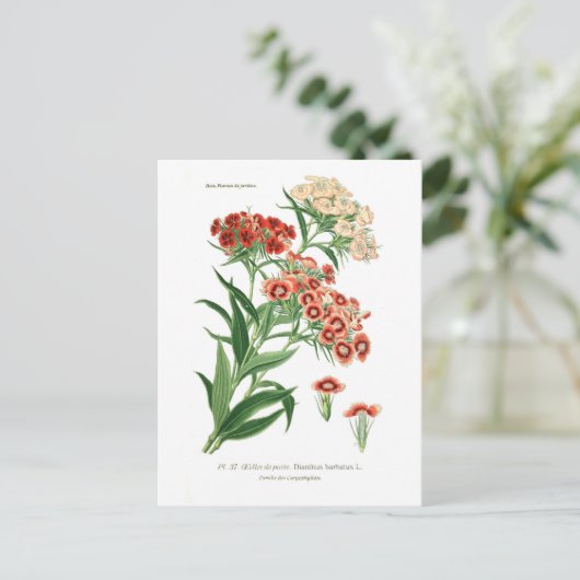 Dianthus barbatus (Sweet William) Briefkaart (Staand voorkant)