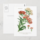 Dianthus barbatus (Sweet William) Briefkaart (Voorkant / Achterkant)