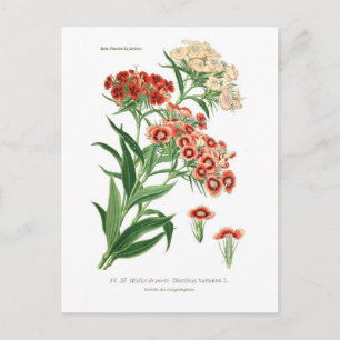 Dianthus barbatus (Sweet William) Briefkaart