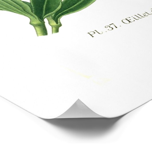 Dianthus barbatus (Sweet William) Poster (Hoek)