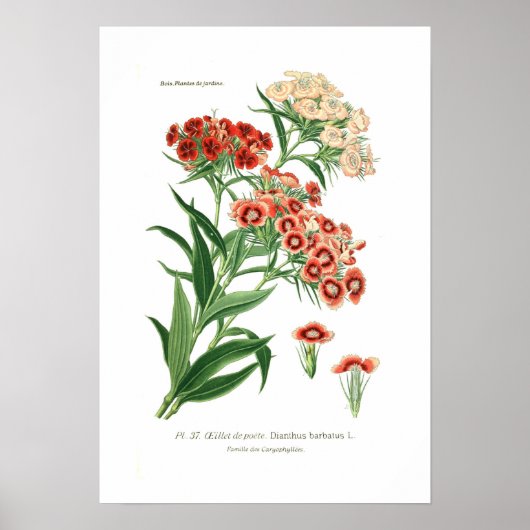 Dianthus barbatus (Sweet William) Poster (Voorkant)