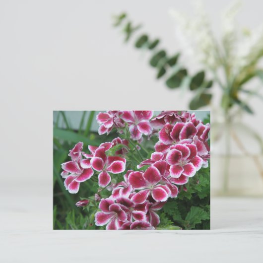 Dianthus Briefkaart (Staand voorkant)