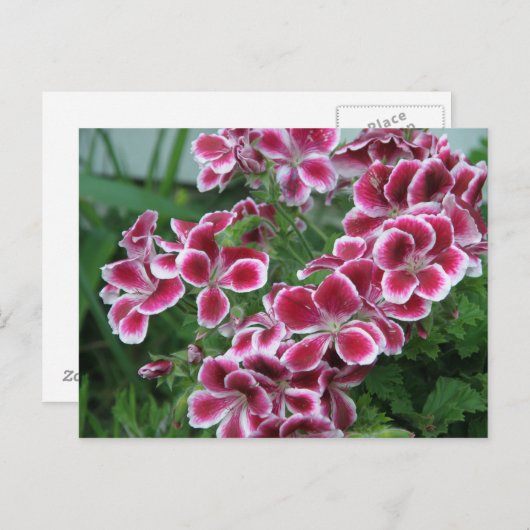 Dianthus Briefkaart (Voorkant / Achterkant)