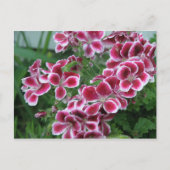 Dianthus Briefkaart (Voorkant)