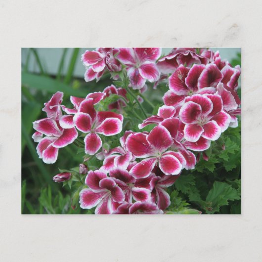 Dianthus Briefkaart (Voorkant)