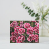 Dianthus Briefkaart (Staand voorkant)