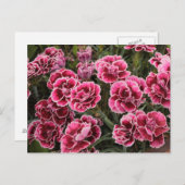 Dianthus Briefkaart (Voorkant / Achterkant)