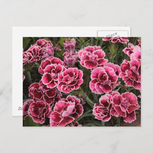 Dianthus Briefkaart (Voorkant / Achterkant)