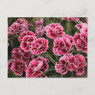 Dianthus Briefkaart