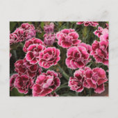 Dianthus Briefkaart (Voorkant)