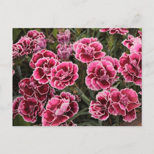 Dianthus Briefkaart (Voorkant)