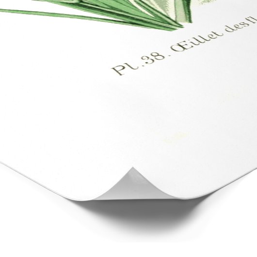 Dianthus caryophyllus (anjer) poster (Hoek)