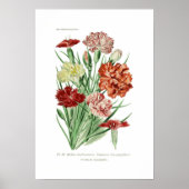 Dianthus caryophyllus (anjer) poster (Voorkant)