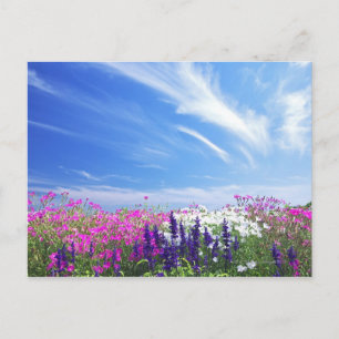 Dianthus en Salvia Bloemen Briefkaart
