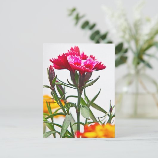 Dianthus Flower Briefkaart (Staand voorkant)