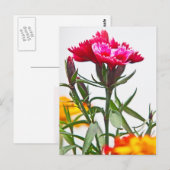 Dianthus Flower Briefkaart (Voorkant / Achterkant)