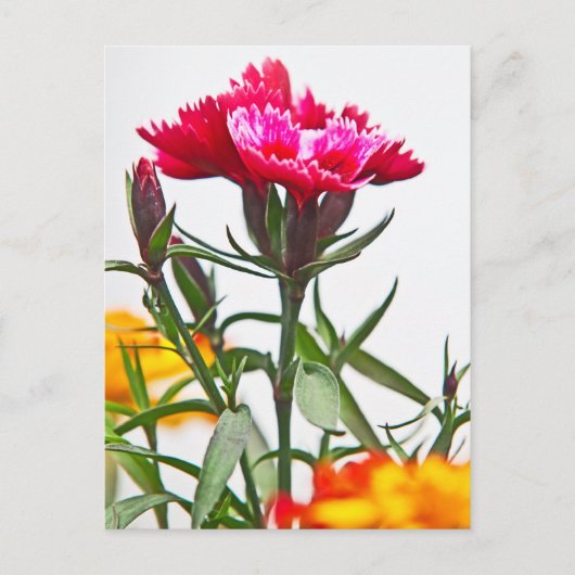 Dianthus Flower Briefkaart (Voorkant)