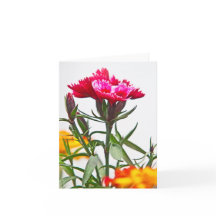 Dianthus Flower