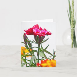 Dianthus Flower Kaart