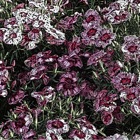 DIANTHUS FLOWERS KAART