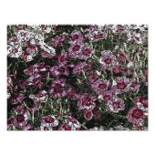 DIANTHUS FOTO AFDRUK (Voorkant)